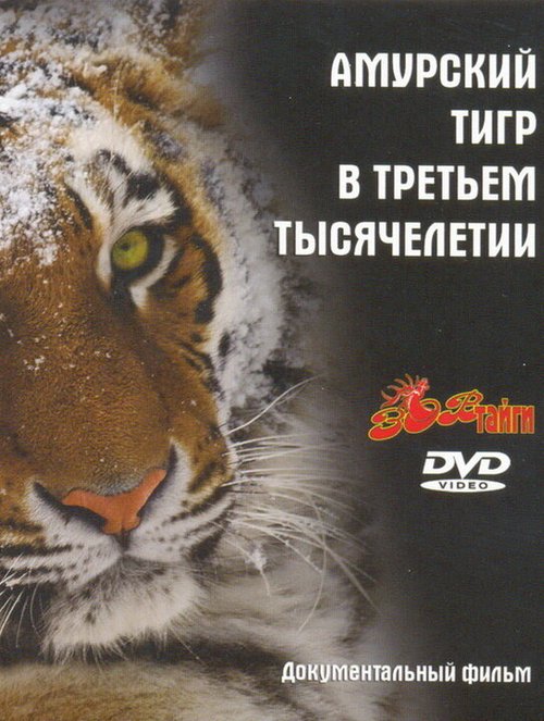 Смотреть Амурский тигр в третьем тысячелетии онлайн в HD качестве 720p-1080p