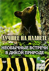 Смотреть Animal Planet: Необычные встречи в дикой природе онлайн в HD качестве 720p-1080p