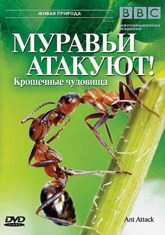 Смотреть BBC: Муравьи атакуют онлайн в HD качестве 720p-1080p
