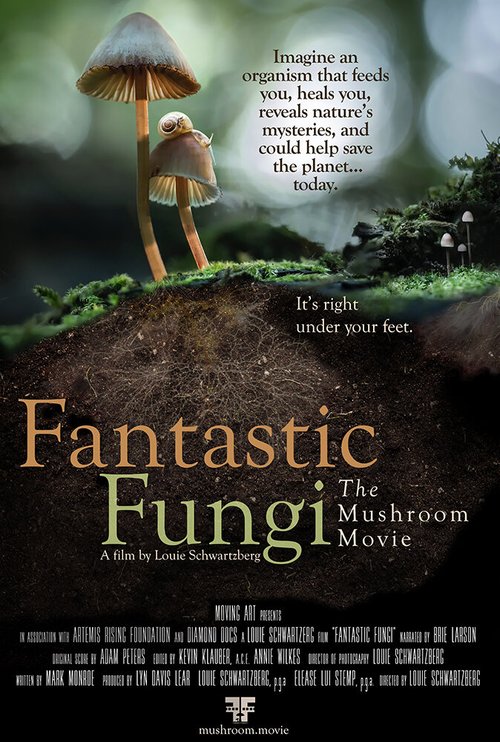 Смотреть Фантастические грибы в HD качестве 720p-1080p