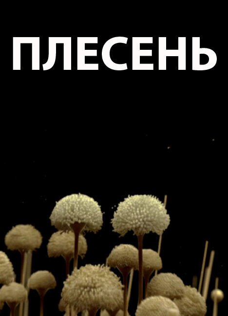 Смотреть Плесень онлайн в HD качестве 720p-1080p