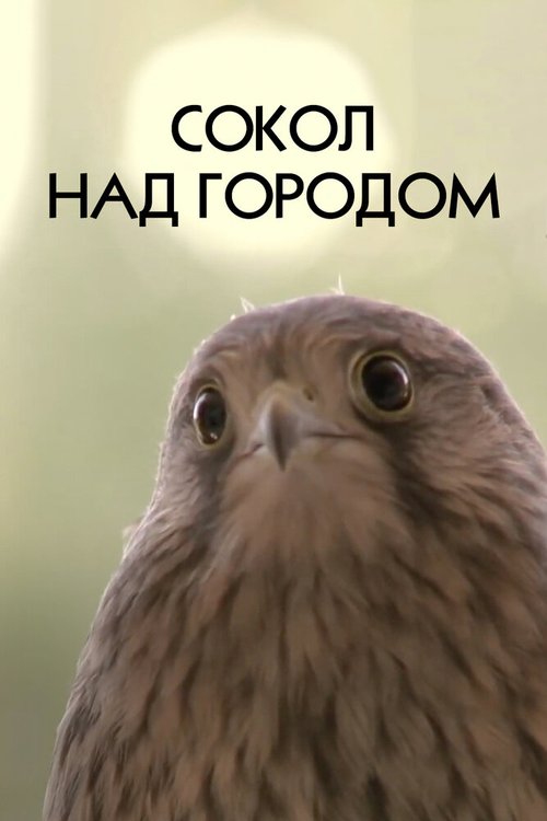 Смотреть Сокол над городом онлайн в HD качестве 720p-1080p
