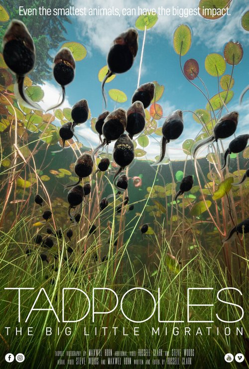 Смотреть Tadpoles: The Big Little Migration в HD качестве 720p-1080p