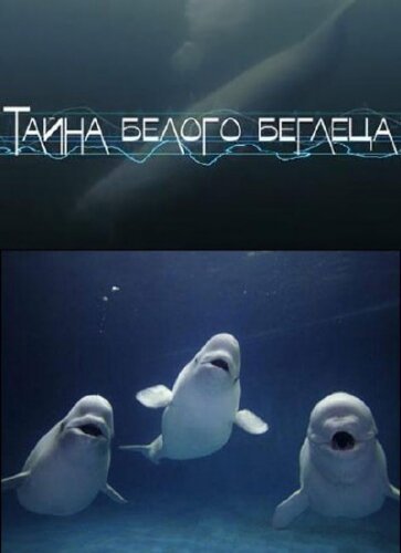 Смотреть Тайна белого беглеца онлайн в HD качестве 720p-1080p