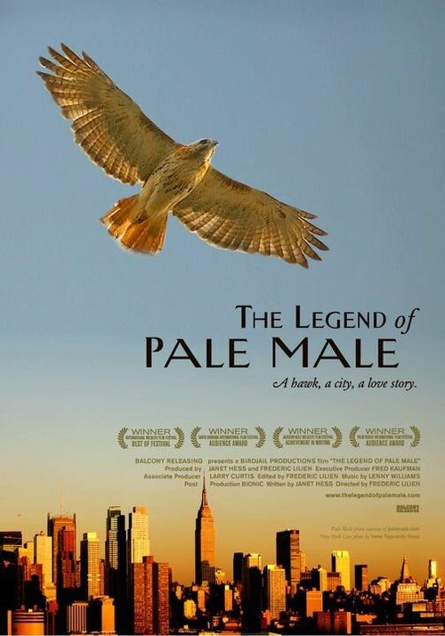 Смотреть The Legend of Pale Male в HD качестве 720p-1080p