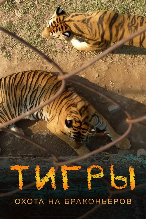 Смотреть Тигры: Охота на браконьеров онлайн в HD качестве 720p-1080p