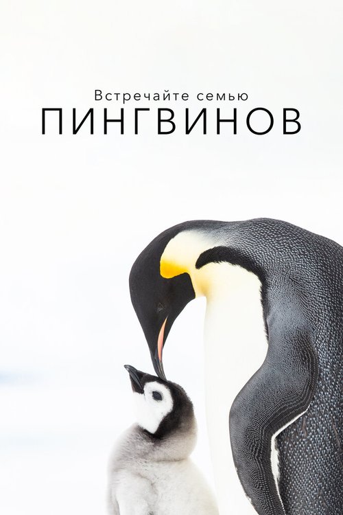 Смотреть Встречайте семью пингвинов онлайн в HD качестве 720p-1080p