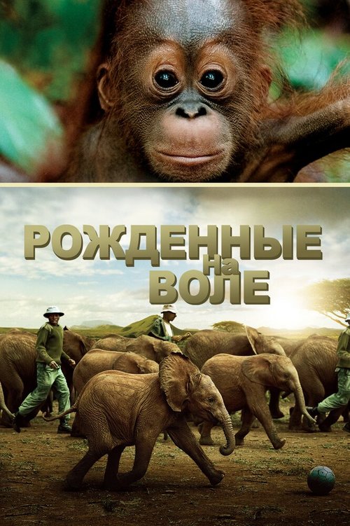 Смотреть Рожденные на воле онлайн в HD качестве 720p-1080p