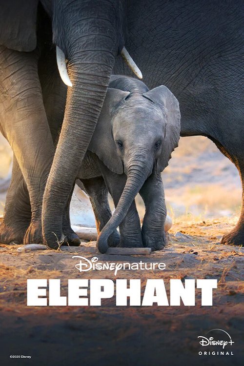 Смотреть Слон онлайн в HD качестве 720p-1080p